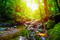Small stream in Basse Terre jungle at sunset Royalty Free Stock Photo