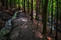 Small stream cascading down through the beautiful forest