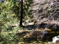 Small stream, creek - Yosemite US National Park Royalty Free Stock Photo