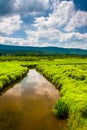 Small stream and distant mountains at Canaan Valley State Park, Royalty Free Stock Photo