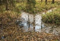 Small stream with floating leaves in the water Royalty Free Stock Photo