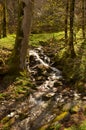 Small stream Royalty Free Stock Photo