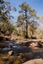 A small stream flowing through John Forrest National park Royalty Free Stock Photo