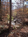 Stream in William B. Umstead State Park