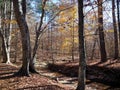 Creek in William B. Umstead State Park Royalty Free Stock Photo