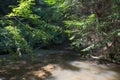 Stream disappearing into the forest