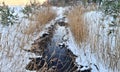 Small stream flows through forest with banks covered in snow and overgrown with reeds Royalty Free Stock Photo