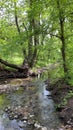 small stream in the forest, natural landscape with tall trees, spring with clean fresh water
