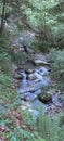 A small stream in the forest on Tiger Mountain Royalty Free Stock Photo