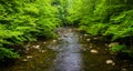 A small stream, at Great Smoky Mountains National Park, Tennessee. Royalty Free Stock Photo