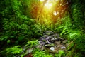 Small stream in Guadeloupe jungle at sunset Royalty Free Stock Photo