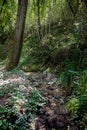 Small Stream inside Forest in the Mountains in italy in Autumn Royalty Free Stock Photo