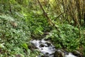 Small stream in jungle Royalty Free Stock Photo