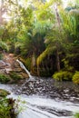 Small stream in jungle Royalty Free Stock Photo