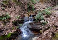 A small stream lined with wild rhododendron plants in spring.