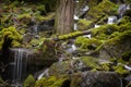 Beautiful Rain Forest Creek in the Pacific Northwest. Royalty Free Stock Photo