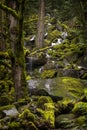 Beautiful Rain Forest Creek in the Pacific Northwest. Royalty Free Stock Photo