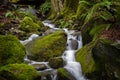 Beautiful Rain Forest Creek in the Pacific Northwest. Royalty Free Stock Photo