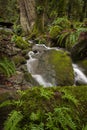 Beautiful Rain Forest Creek in the Pacific Northwest. Royalty Free Stock Photo