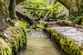 Small stream in the middle of Kelmonderbos forest on a sunny day