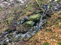 Small stream with rocks and frozen water icicles but still streaming in a forest landscape in winter season