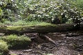 Fallen tree and small stream Royalty Free Stock Photo