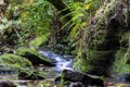 Small stream running through the mossy rocks inside the rainfores Royalty Free Stock Photo