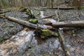 Small stream runs through wild forest Royalty Free Stock Photo