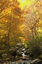 A small stream in the Smokies is surrounded with fall colors. Royalty Free Stock Photo