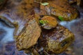 A small stream stained orange from acid mine drainage. Royalty Free Stock Photo