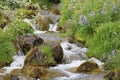 Small stream surrounded by yarrow, lupins and grasses in summer in Iceland Royalty Free Stock Photo