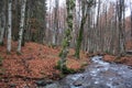 Small stream of water flowing through a forest with mossy bare trees and fallen dry autumn foliage Royalty Free Stock Photo