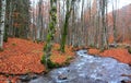 Small stream of water flowing through a forest with mossy bare trees and fallen dry autumn foliage Royalty Free Stock Photo