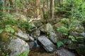 Small stream of water in a jungle with many mossy irregular rock fragments and lush greenery