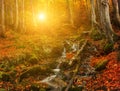 Small stream waterfall among stones in a bright autumn beech forest. Royalty Free Stock Photo