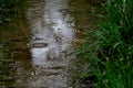 A small stream on which raindrops fall close up