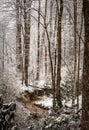 Small stream winds its way through snow covered forest