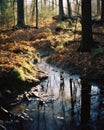 a small stream in the woods Royalty Free Stock Photo