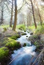 Small stream woods Royalty Free Stock Photo