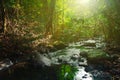 Streams flow through abundant tropical forests in forest of Thailand,Phang Nga,Koh Yao Yai Royalty Free Stock Photo