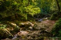 Small streams that are the source of the river.A small waterfall with moss and ferns is located along the rock Royalty Free Stock Photo