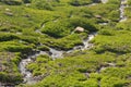 Small streams of water among grass moss and wildflowers