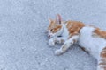 Small street drifter yellow young kitten lie on asphalt