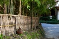 A small street of a Thai village. Bamboo fence and blurred house in the background. Calm atmosphere for rest Royalty Free Stock Photo