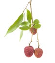 A small string fresh lychees on white background