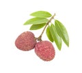 A small string fresh lychees on white background