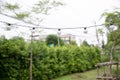 String wired Light bulbs on garden background. Royalty Free Stock Photo