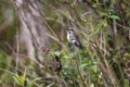 Small Stripe-breasted starthroat, Caraca natural park, Minas Gerais,