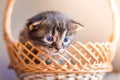 A small striped cat looks out of basket. A kitty in a basket fo Royalty Free Stock Photo
