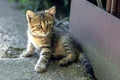 A small striped charming kitten with an expressive look sits on a path in the garden